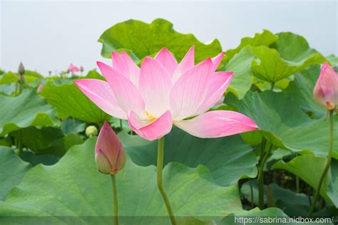 蓮花種植水深|白河區農會